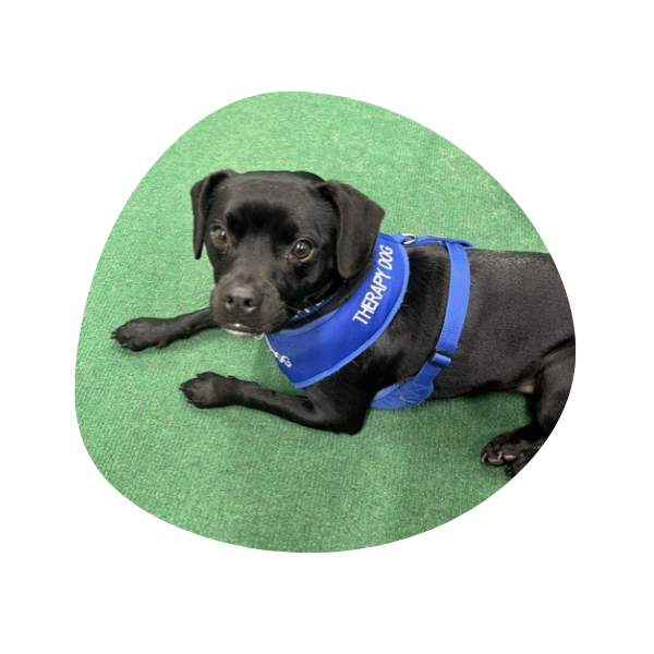 1 Stay N Play Canine Therapies logo