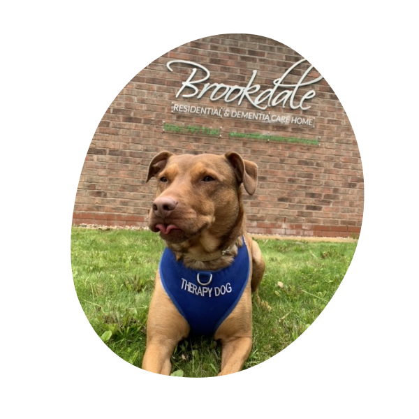 4 Stay N Play Canine Therapies