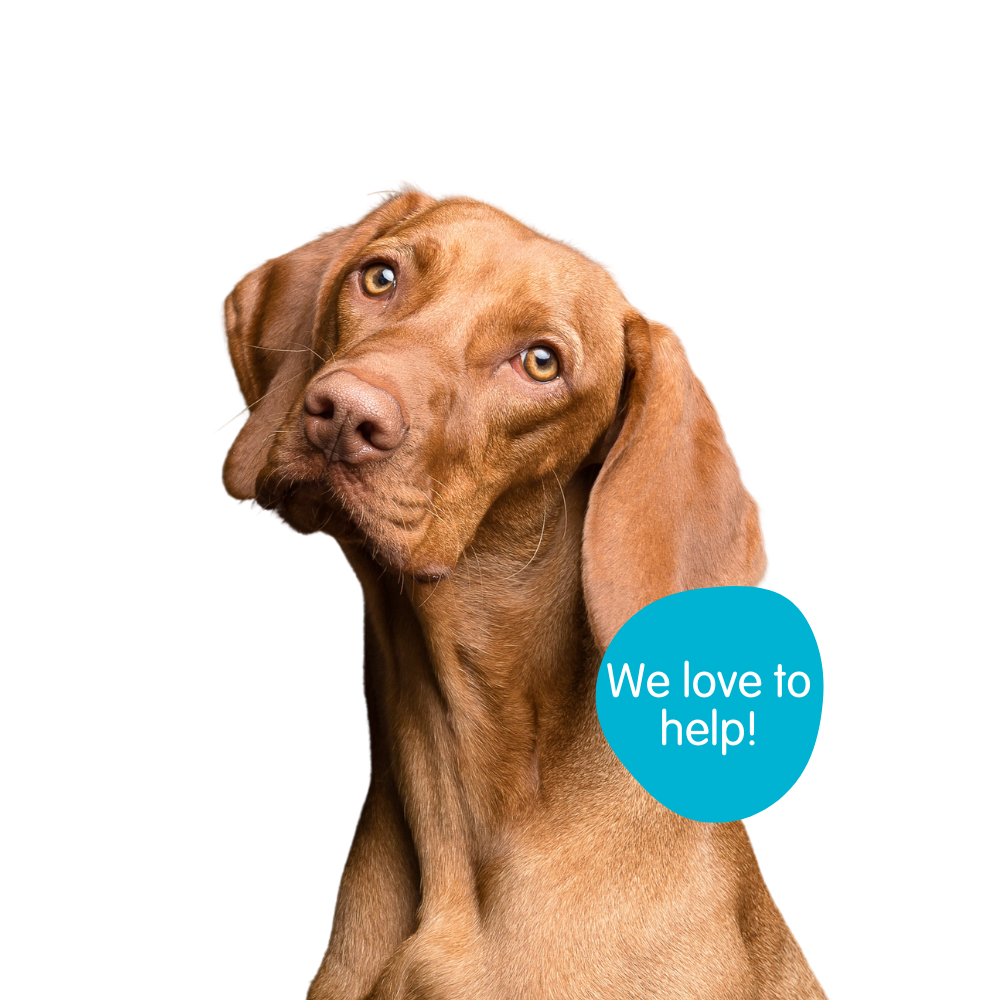 Copy of Copy of Let’s chat! (3) Stay N Play Canine Therapies