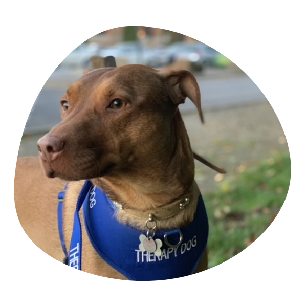 stay n play canine therapies